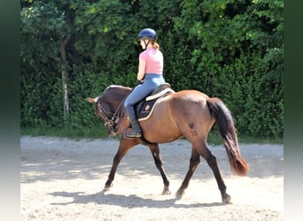 Huçul, Hongre, 5 Ans, 145 cm, Isabelle