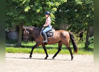 Huçul, Hongre, 5 Ans, 145 cm, Isabelle