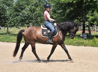 Huçul, Hongre, 5 Ans, 145 cm, Isabelle