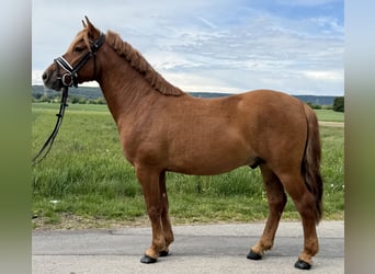Huçul, Hongre, 6 Ans, 140 cm, Alezan