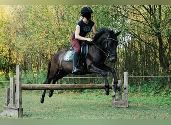 Huçul, Hongre, 6 Ans, 140 cm, Noir