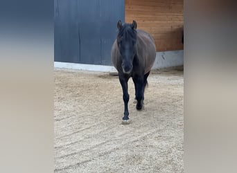 Huçul, Hongre, 6 Ans, 148 cm, Noir