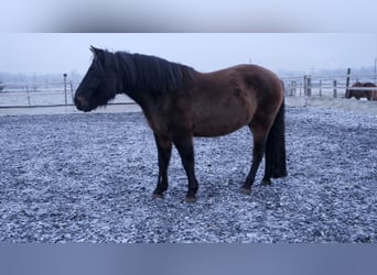 Huçul, Hongre, 7 Ans, 145 cm, Bai brun