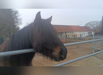 Huçul, Hongre, 7 Ans, 145 cm, Bai brun