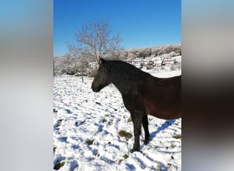 Huçul, Hongre, 8 Ans, 130 cm, Noir