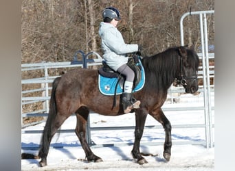 Huçul, Hongre, 8 Ans, 143 cm, Isabelle