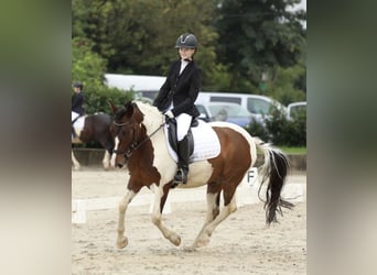 Huçul, Hongre, 9 Ans, 140 cm, Pinto
