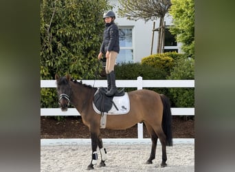Huçul / Hucul / Huzul, Castrone, 10 Anni, 144 cm, Baio scuro