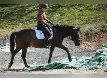 Huçul / Hucul / Huzul, Castrone, 10 Anni, 146 cm, Morello