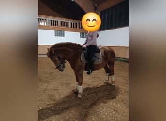 Huçul / Hucul / Huzul, Castrone, 10 Anni, 146 cm, Sauro
