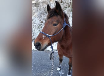 Huçul / Hucul / Huzul, Castrone, 11 Anni, 143 cm, Baio