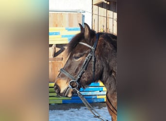 Huçul / Hucul / Huzul, Castrone, 12 Anni, 138 cm, Baio scuro