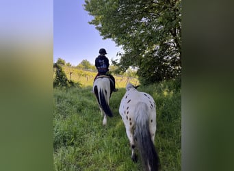 Huçul / Hucul / Huzul Mix, Castrone, 13 Anni, 137 cm, Pezzato