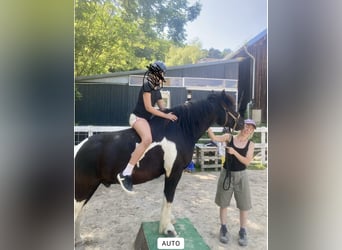 Huçul / Hucul / Huzul Mix, Castrone, 13 Anni, 137 cm, Pezzato