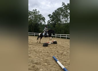 Huçul / Hucul / Huzul Mix, Castrone, 13 Anni, 137 cm, Pezzato