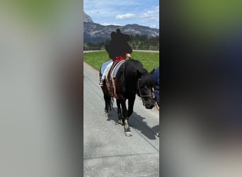 Huçul / Hucul / Huzul, Castrone, 13 Anni, 143 cm, Morello