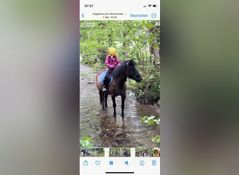 Huçul / Hucul / Huzul, Castrone, 13 Anni, Baio scuro