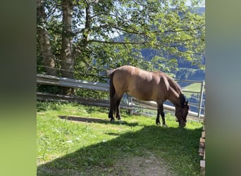 Huçul / Hucul / Huzul, Castrone, 15 Anni, 145 cm, Baio scuro