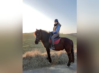Huçul / Hucul / Huzul, Castrone, 15 Anni, 145 cm, Morello