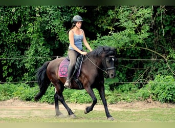 Huçul / Hucul / Huzul, Castrone, 15 Anni, 145 cm, Morello