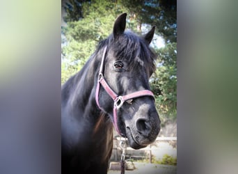 Huçul / Hucul / Huzul, Castrone, 15 Anni, 145 cm, Morello