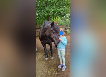 Huçul / Hucul / Huzul, Castrone, 15 Anni, 145 cm, Morello
