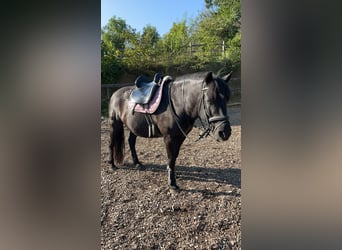 Huçul / Hucul / Huzul, Castrone, 15 Anni, 145 cm, Morello