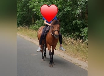 Huçul / Hucul / Huzul, Castrone, 18 Anni, 128 cm