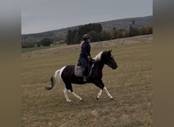 Huçul / Hucul / Huzul, Castrone, 3 Anni, 140 cm, Pezzato