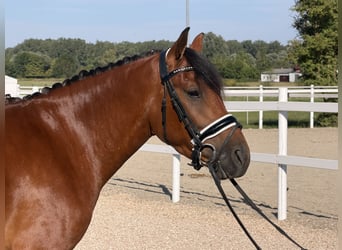 Huçul / Hucul / Huzul, Castrone, 3 Anni, 143 cm, Baio