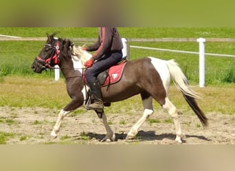 Huçul / Hucul / Huzul, Castrone, 4 Anni, 138 cm, Pezzato