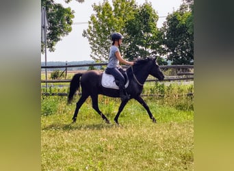 Huçul / Hucul / Huzul, Castrone, 4 Anni, 138 cm, Roano blu