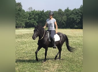 Huçul / Hucul / Huzul, Castrone, 4 Anni, 138 cm, Roano blu