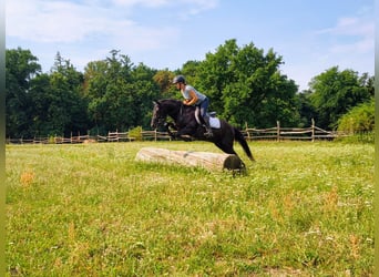 Huçul / Hucul / Huzul, Castrone, 4 Anni, 138 cm, Roano blu