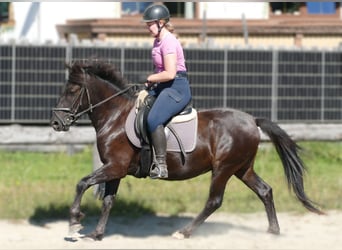 Huçul / Hucul / Huzul, Castrone, 4 Anni, 143 cm, Morello