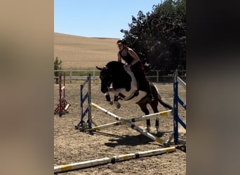 Huçul / Hucul / Huzul, Castrone, 4 Anni, 143 cm, Pezzato