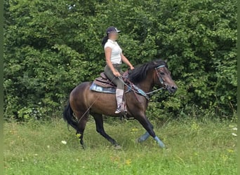Huçul / Hucul / Huzul, Castrone, 4 Anni, 145 cm, Baio