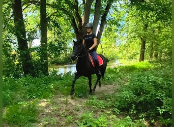 Huçul / Hucul / Huzul, Castrone, 4 Anni, Morello