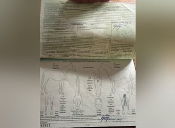 Huçul / Hucul / Huzul, Castrone, 5 Anni, 135 cm, Baio
