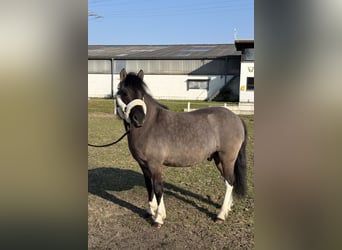 Huçul / Hucul / Huzul, Castrone, 5 Anni, 140 cm, Falbo