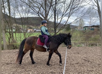 Huçul / Hucul / Huzul, Castrone, 5 Anni, 143 cm, Baio scuro