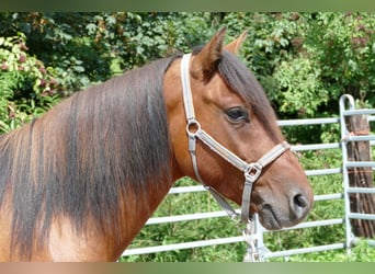 Huçul / Hucul / Huzul, Castrone, 5 Anni, 143 cm