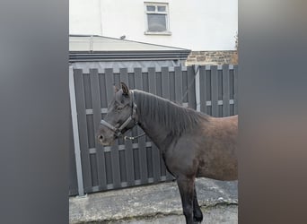 Huçul / Hucul / Huzul, Castrone, 5 Anni, 143 cm, Morello
