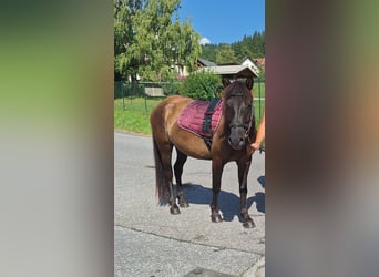 Huçul / Hucul / Huzul, Castrone, 5 Anni, 145 cm, Baio scuro