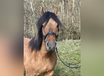 Huçul / Hucul / Huzul, Castrone, 5 Anni, 146 cm, Baio