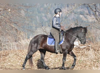 Huçul / Hucul / Huzul, Castrone, 5 Anni, 146 cm, Morello