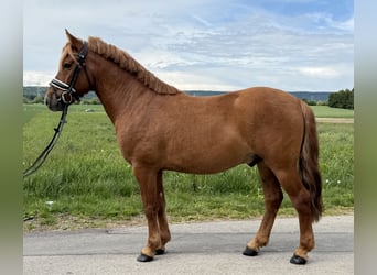 Huçul / Hucul / Huzul, Castrone, 6 Anni, 140 cm, Sauro