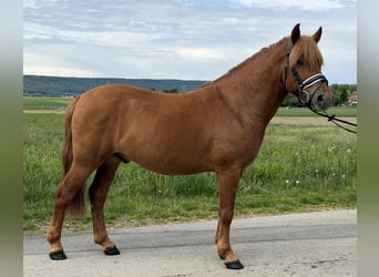 Huçul / Hucul / Huzul, Castrone, 6 Anni, 140 cm, Sauro