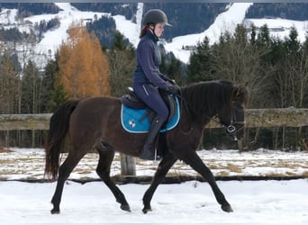 Huçul / Hucul / Huzul, Castrone, 6 Anni, 145 cm, Falbo