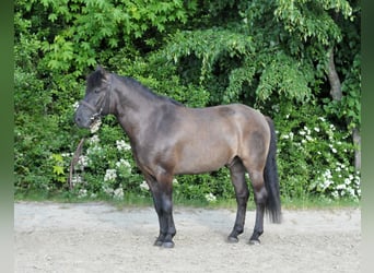 Huçul / Hucul / Huzul, Castrone, 6 Anni, 147 cm, Falbo